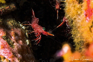 Dancing Shrimp/Photographed with a Canon 60 mm macro lens... by Laurie Slawson 